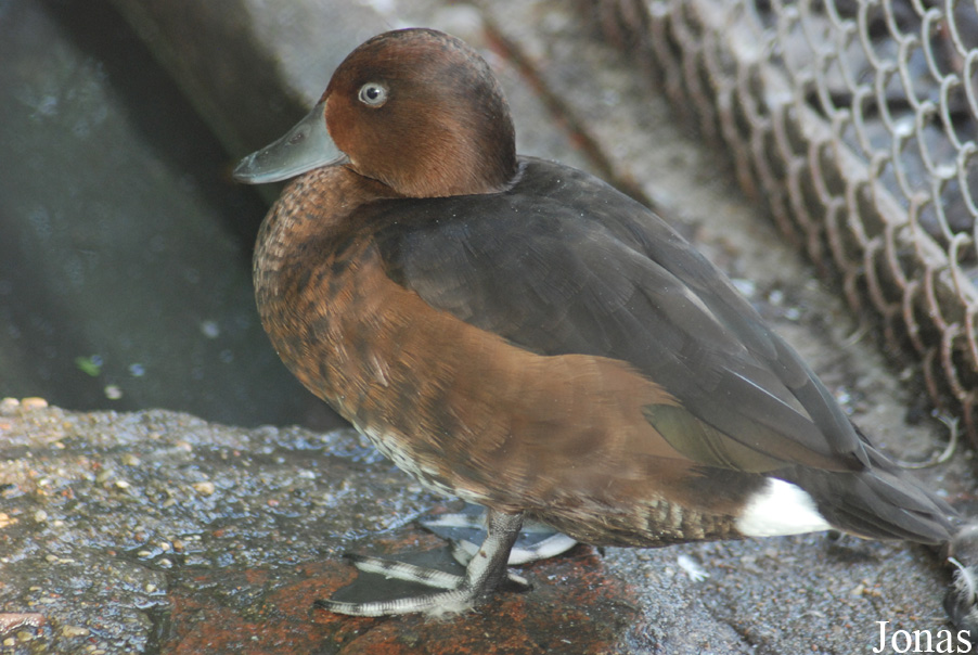 Aythya nyroca