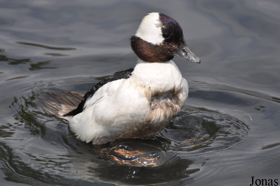 Bucephala albeola