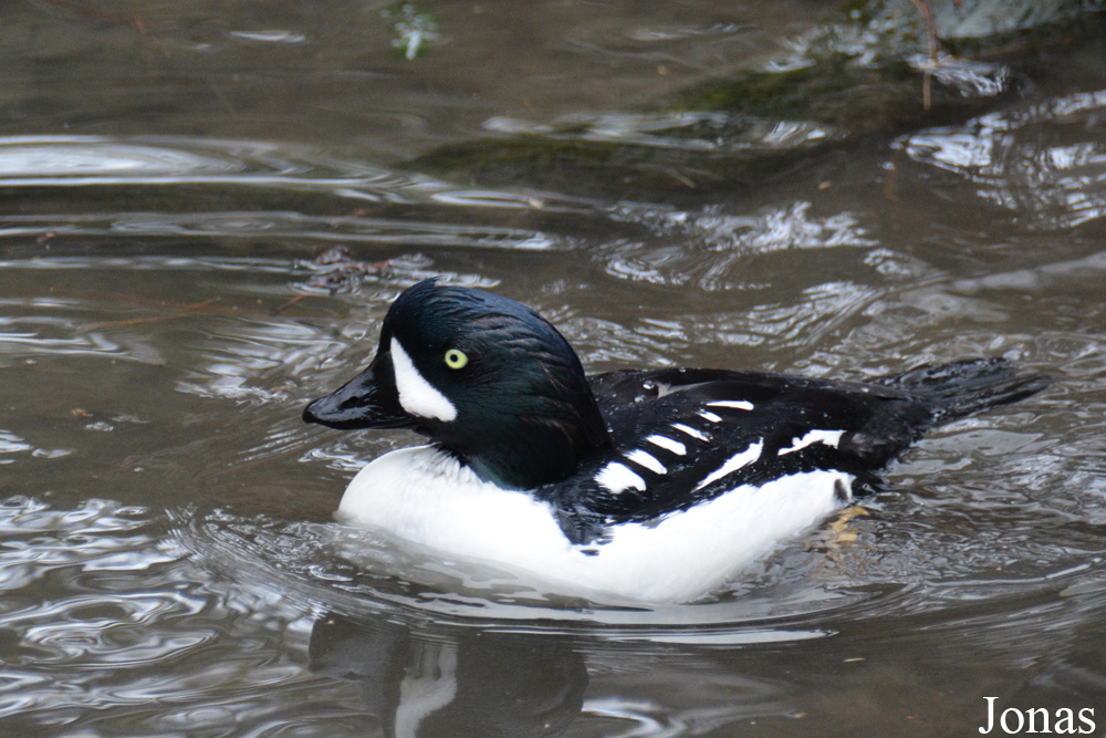 Bucephala islandica