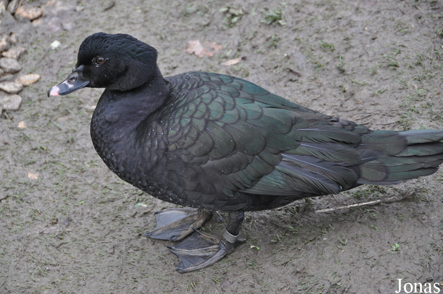 Cairina moschata