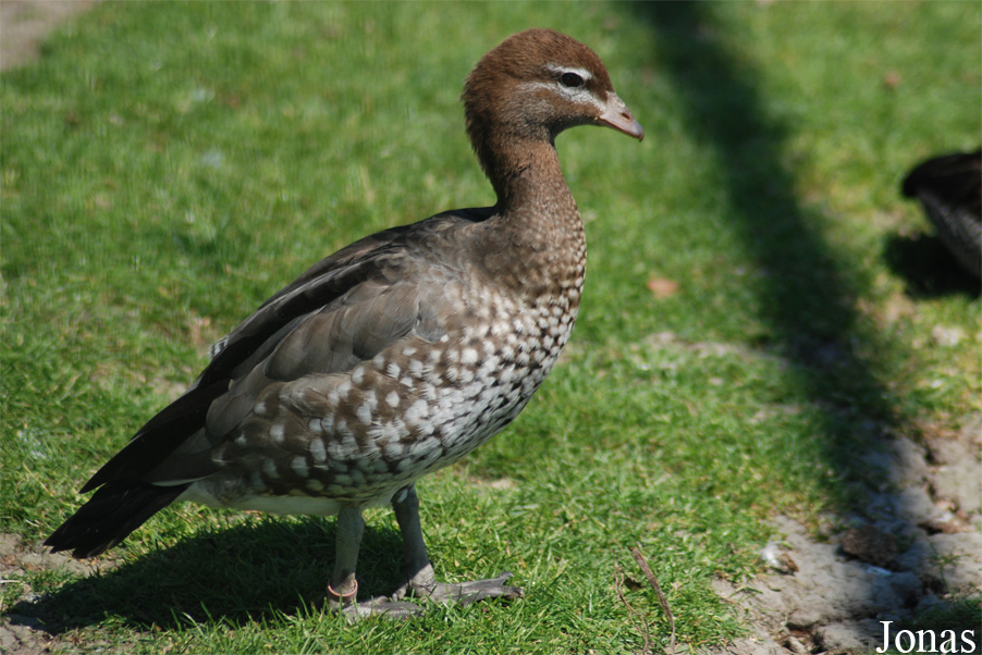 Chenonetta jubata