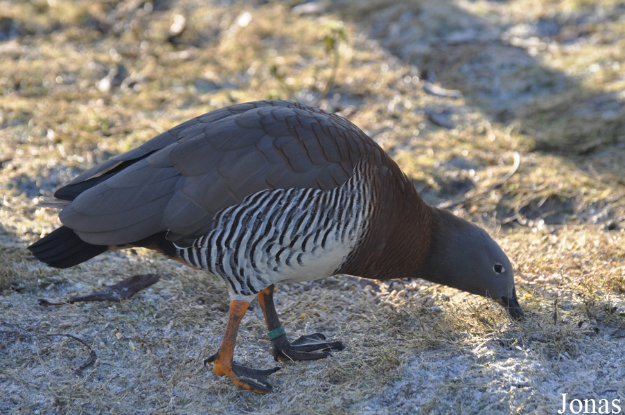 Chloephaga poliocephala