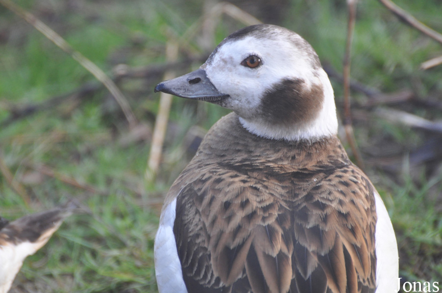 Clangula hyemalis / Bentley Wildfowl and Motor Museum