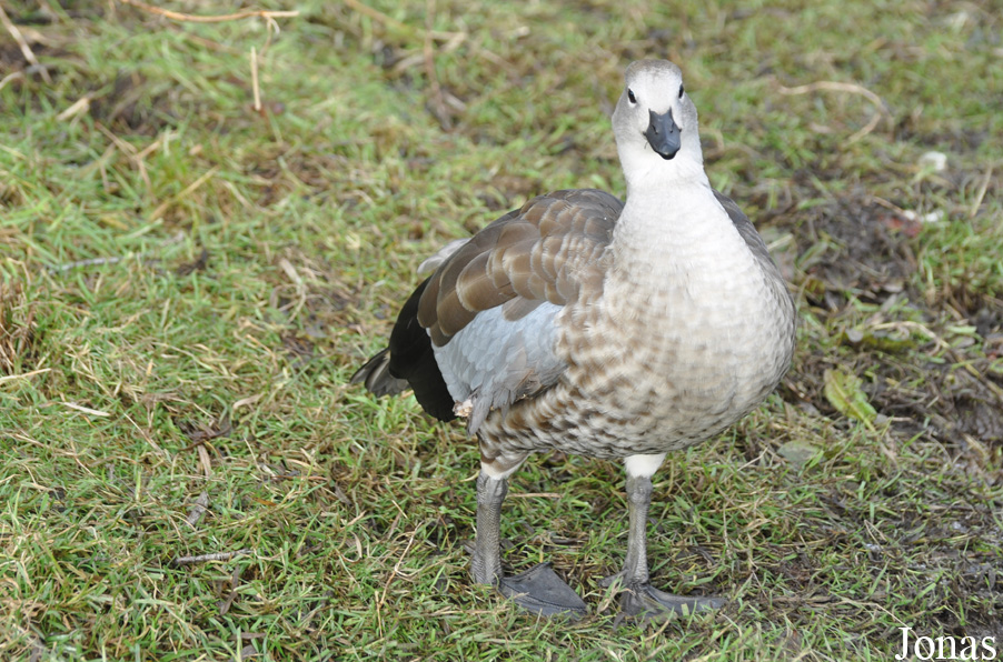Cyanochen cyanoptera