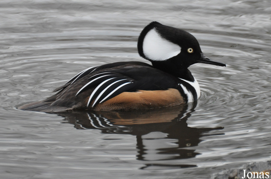 Lophodytes cucullatus