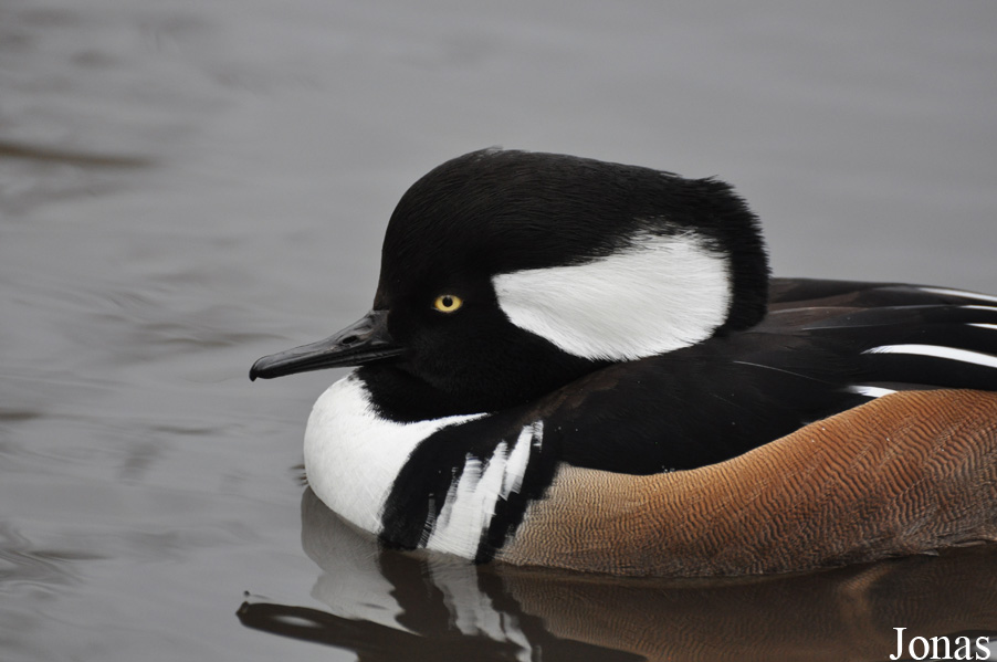 Lophodytes cucullatus