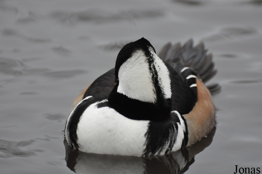 Lophodytes cucullatus