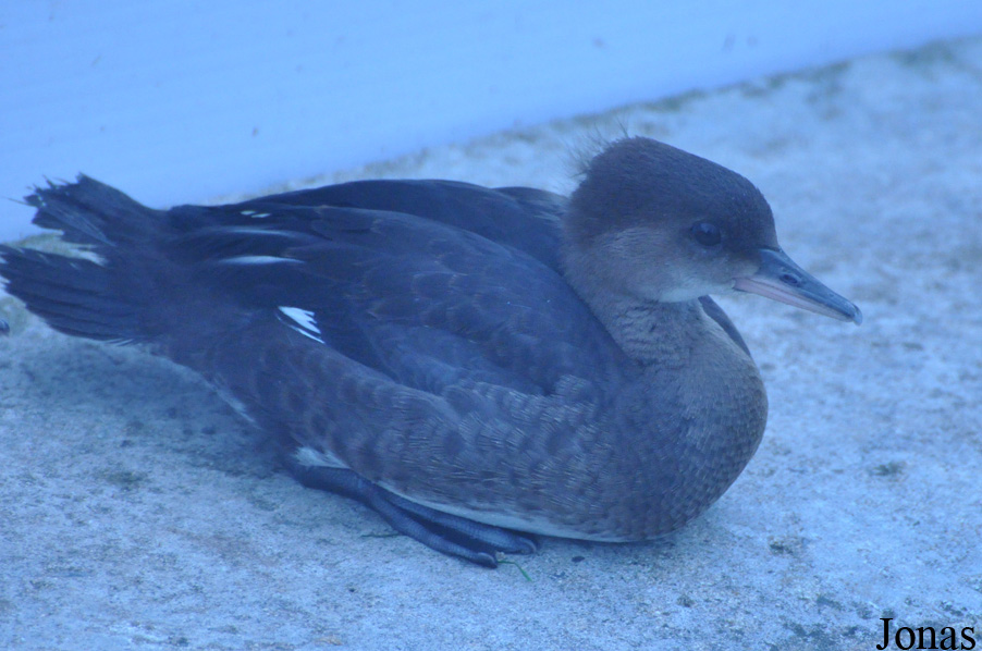 Lophodytes cucullatus