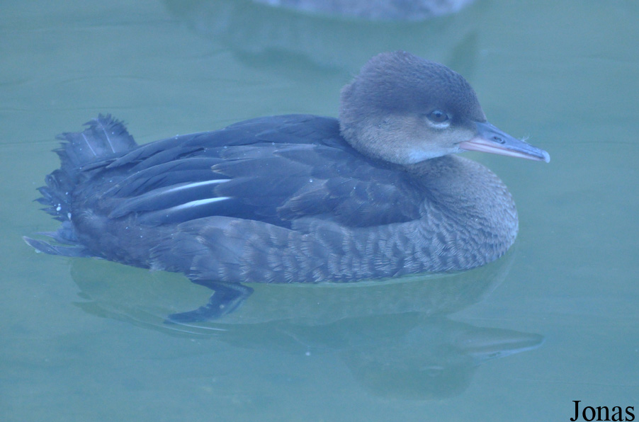 Lophodytes cucullatus