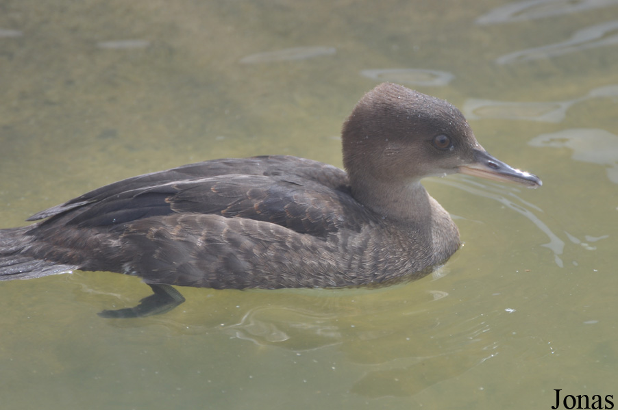 Lophodytes cucullatus