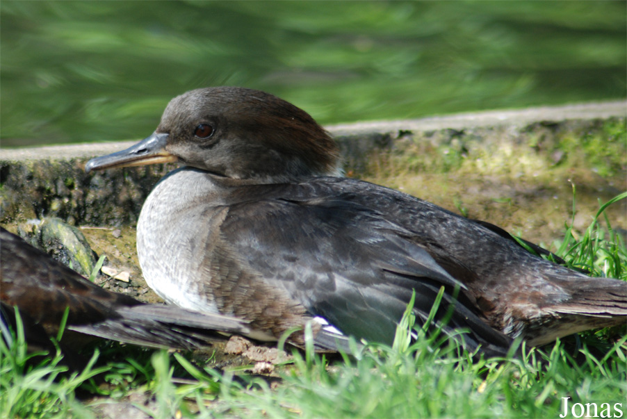 Lophodytes cucullatus