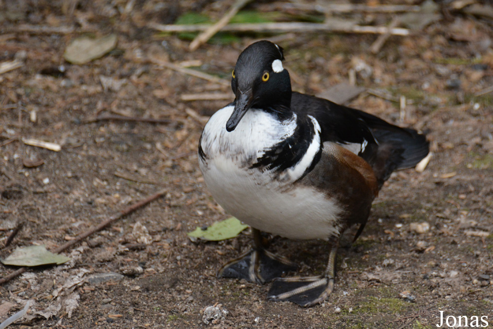 Lophodytes cucullatus
