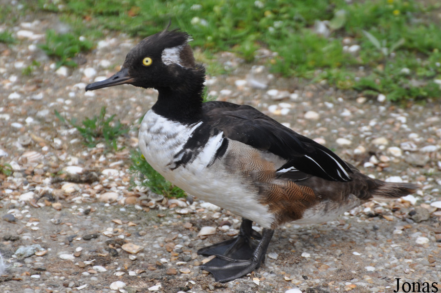 Lophodytes cucullatus