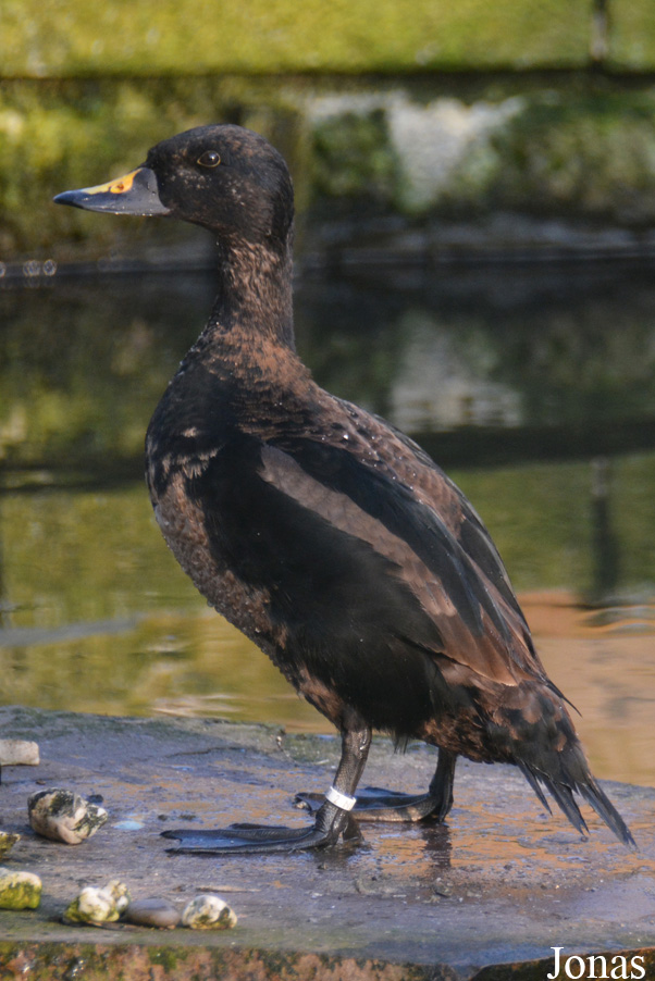 Melanitta nigra