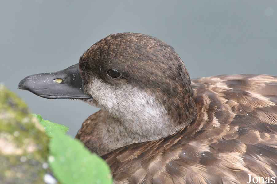 Melanitta nigra