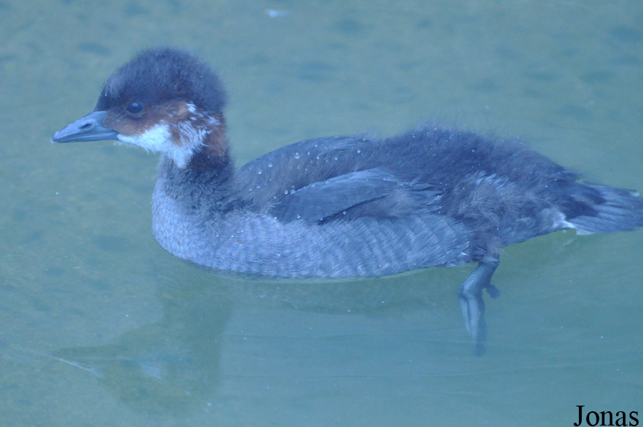 Mergellus albellus