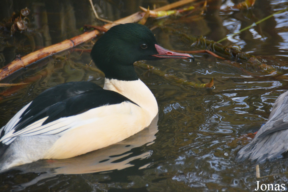 Mergus merganser merganser