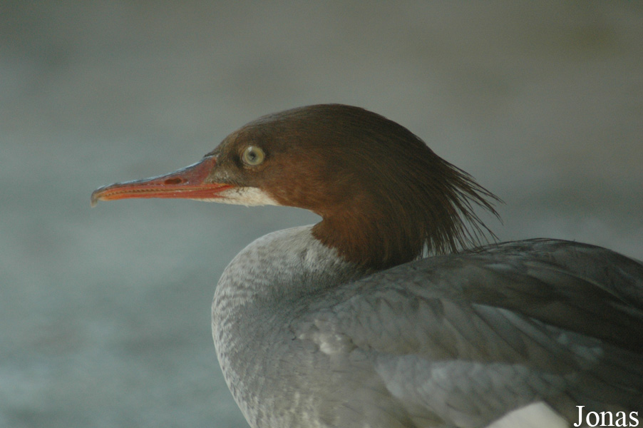 Mergus merganser orientalis