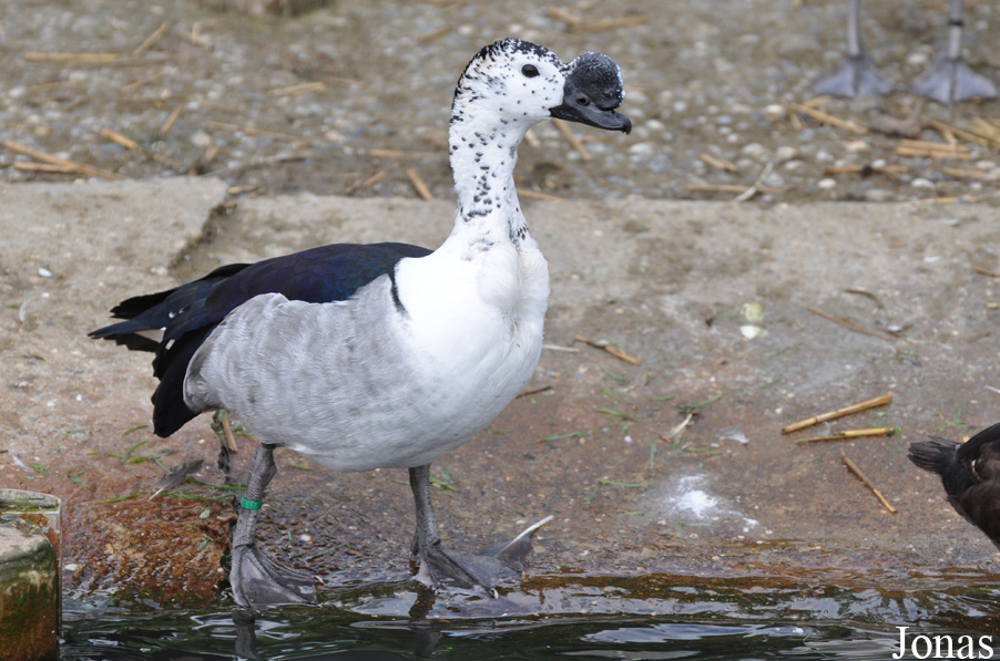 Sarkidiornis melanotos