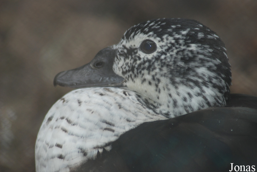 Sarkidiornis melanotos