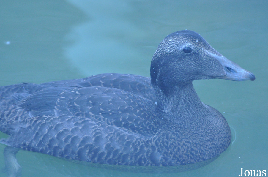 Somateria mollissima