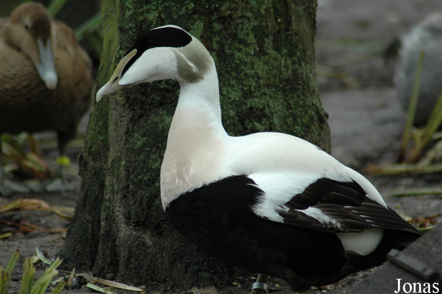 Somateria mollissima