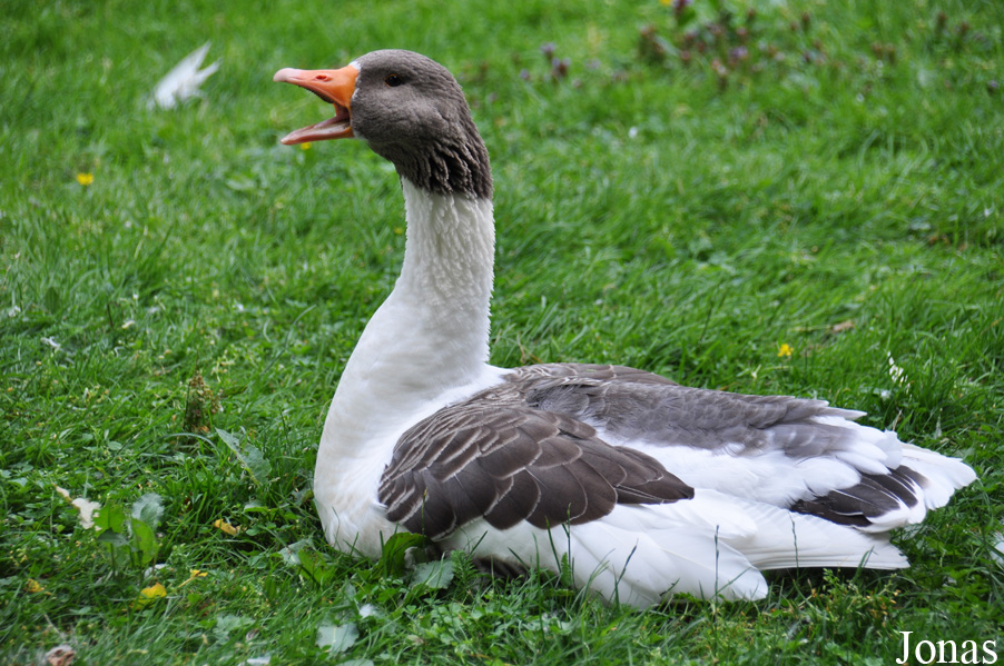 Oie Öland