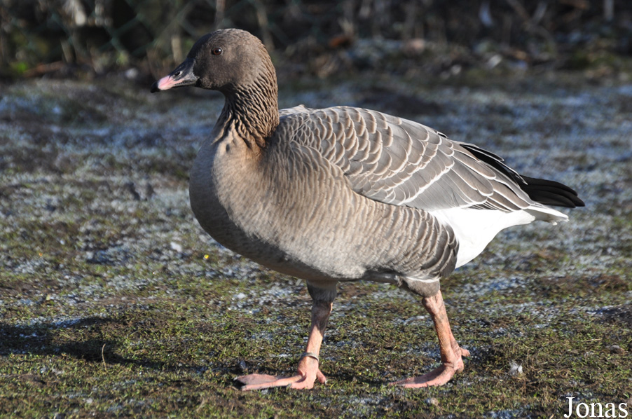 Anser brachyrhynchus