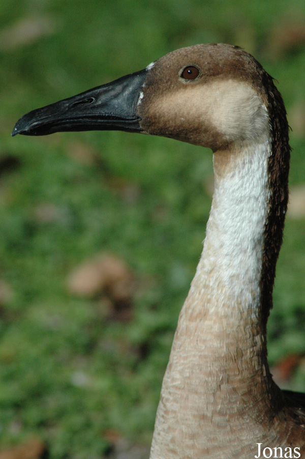 Anser cygnoides