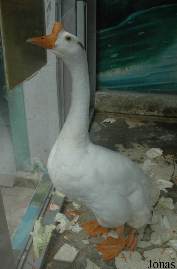 Anser cygnoides