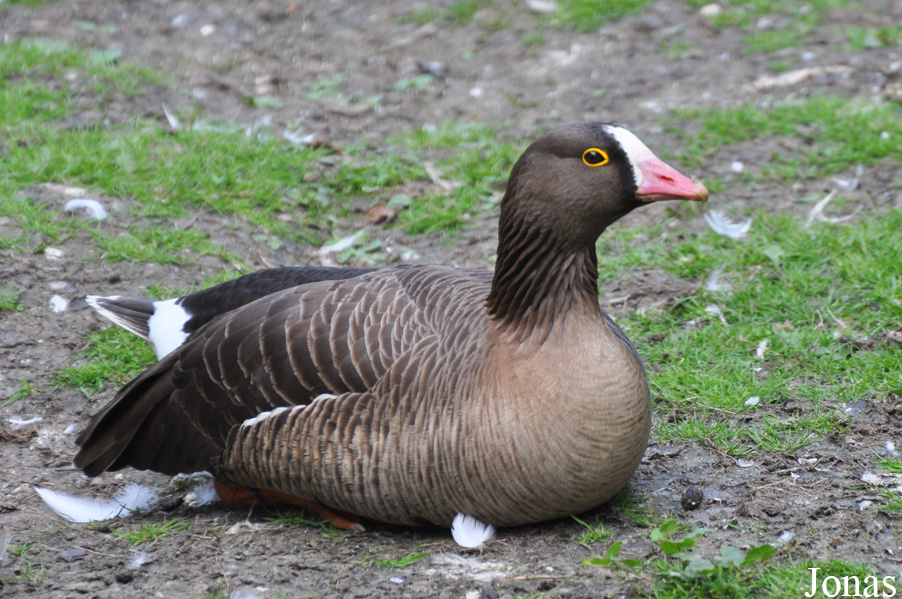 Anser erythropus