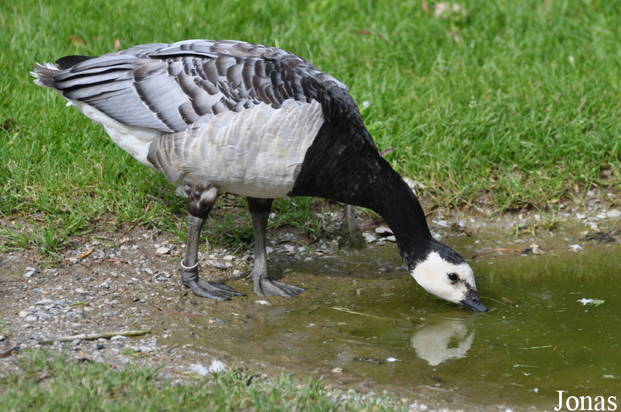 Branta leucopsis
