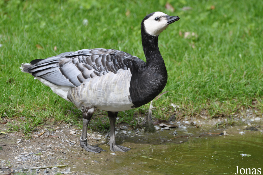 Branta leucopsis