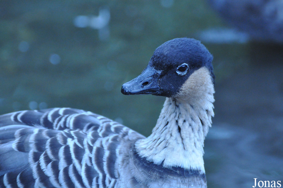 Branta sandvicensis
