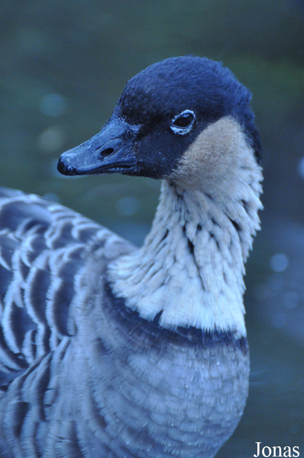 Branta sandvicensis