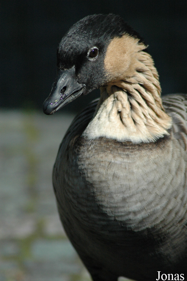 Branta sandvicensis