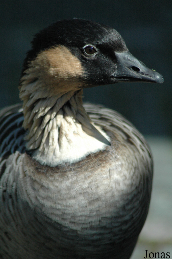 Branta sandvicensis