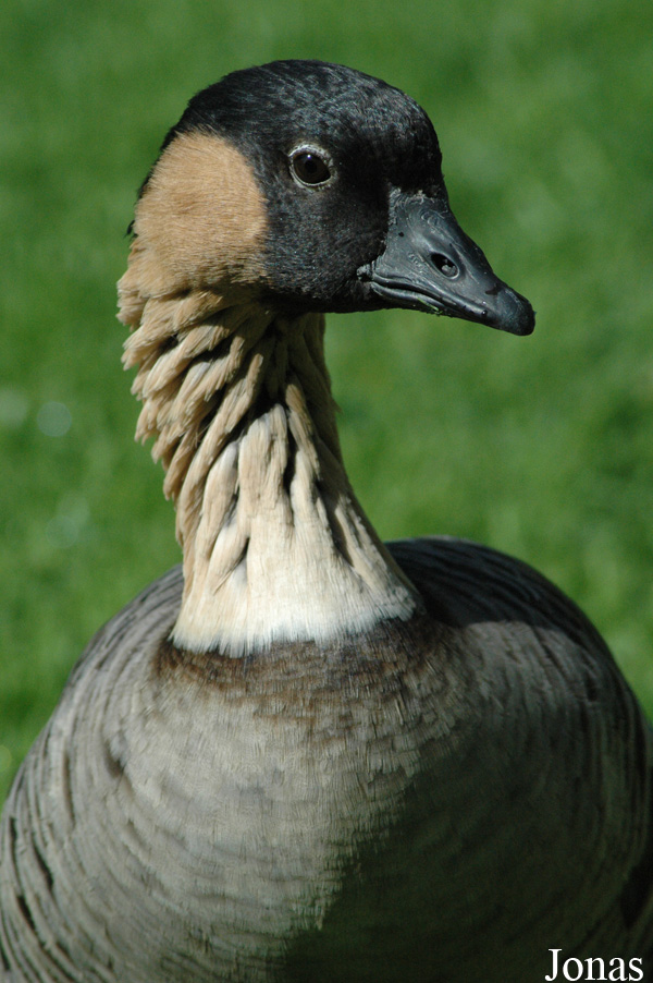 Branta sandvicensis