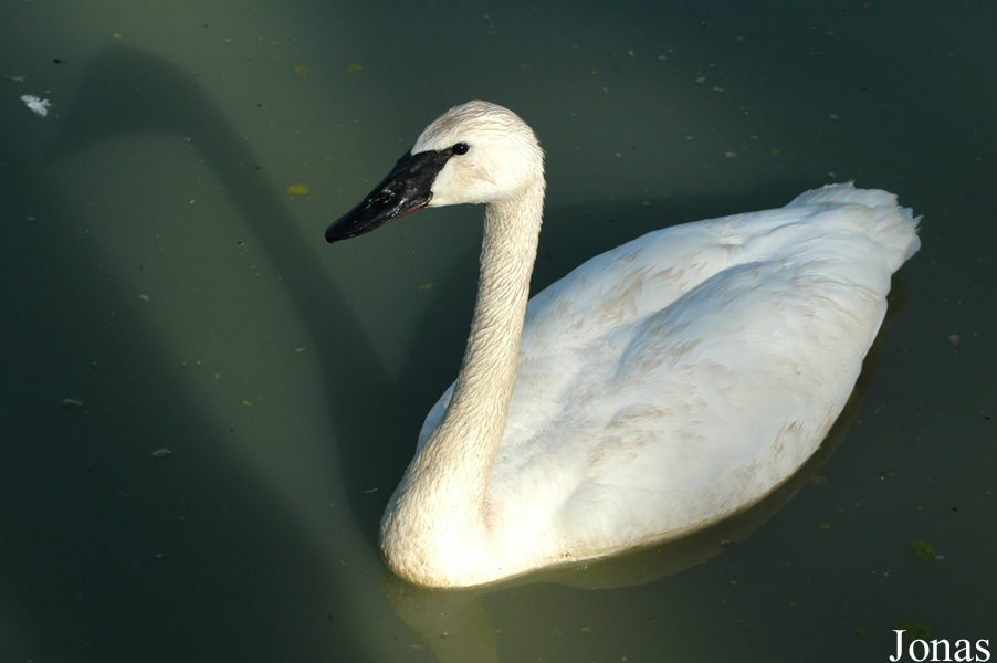 Cygnus buccinator