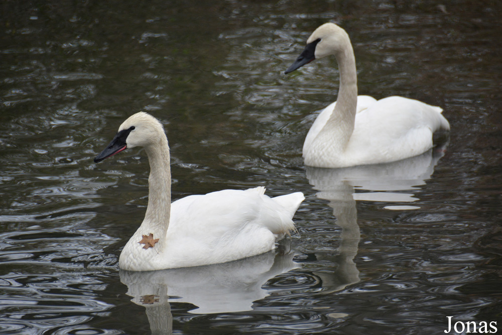 Cygnus buccinator