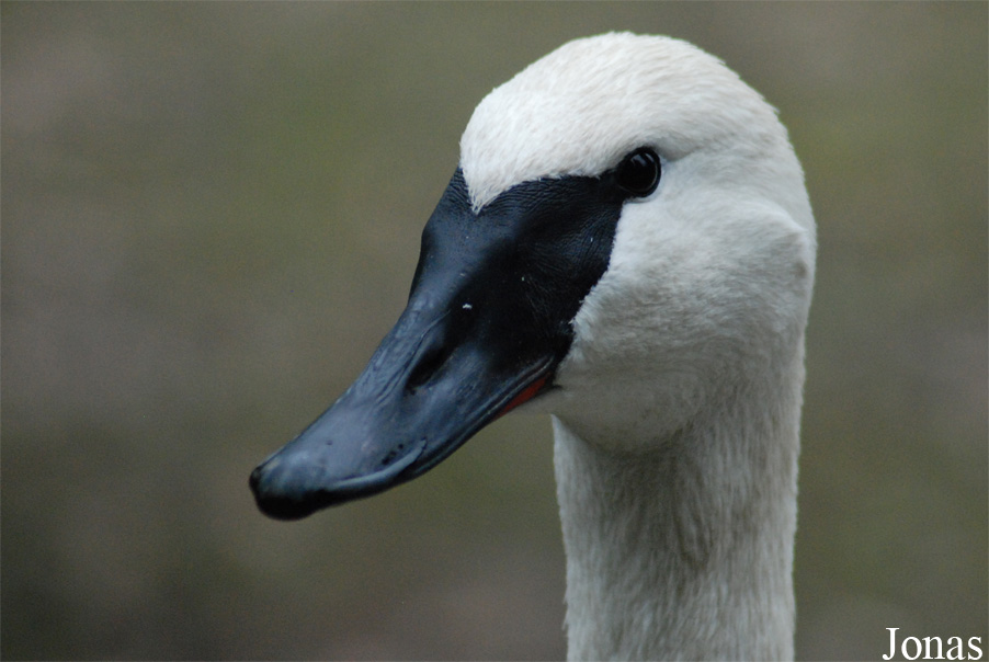 Cygnus buccinator