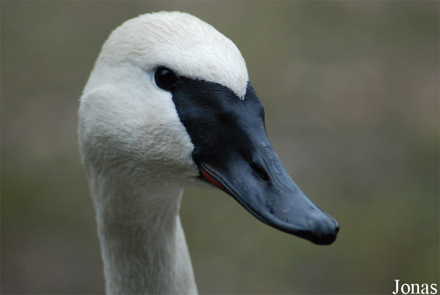 Cygnus buccinator