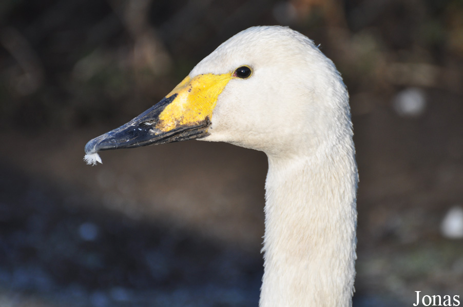 Cygnus cygnus