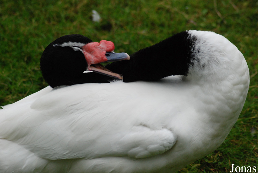 Cygnus melancoryphus