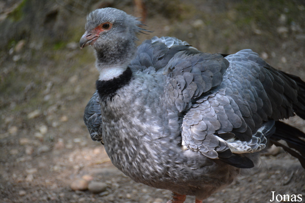 Chauna torquata
