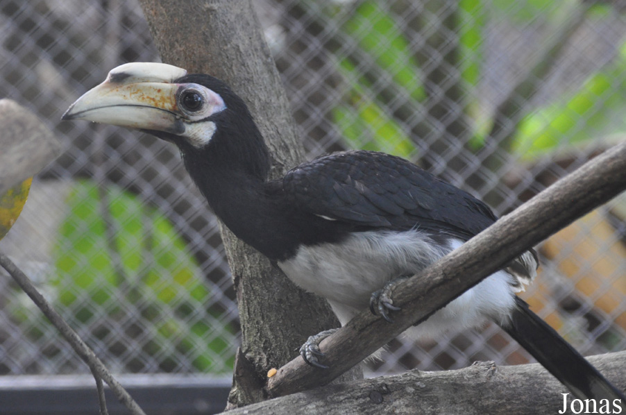 Anthracoceros albirostris