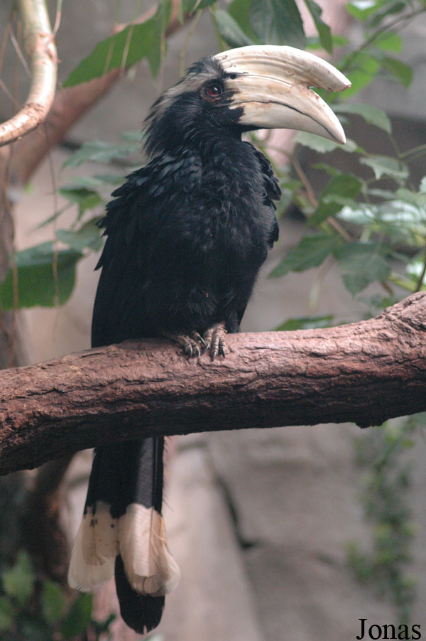 Anthracoceros malayanus