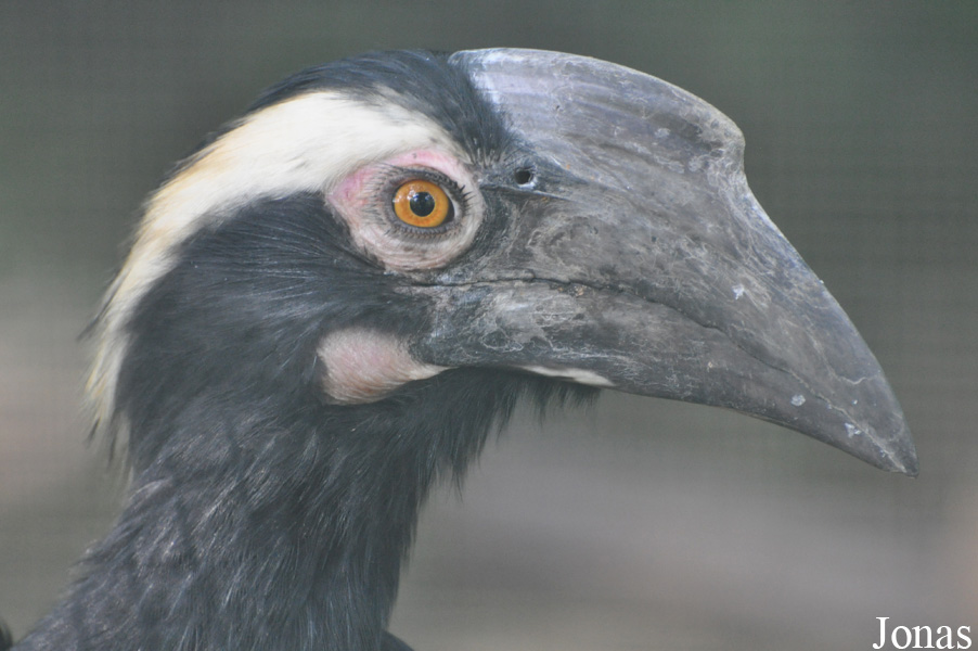Anthracoceros malayanus