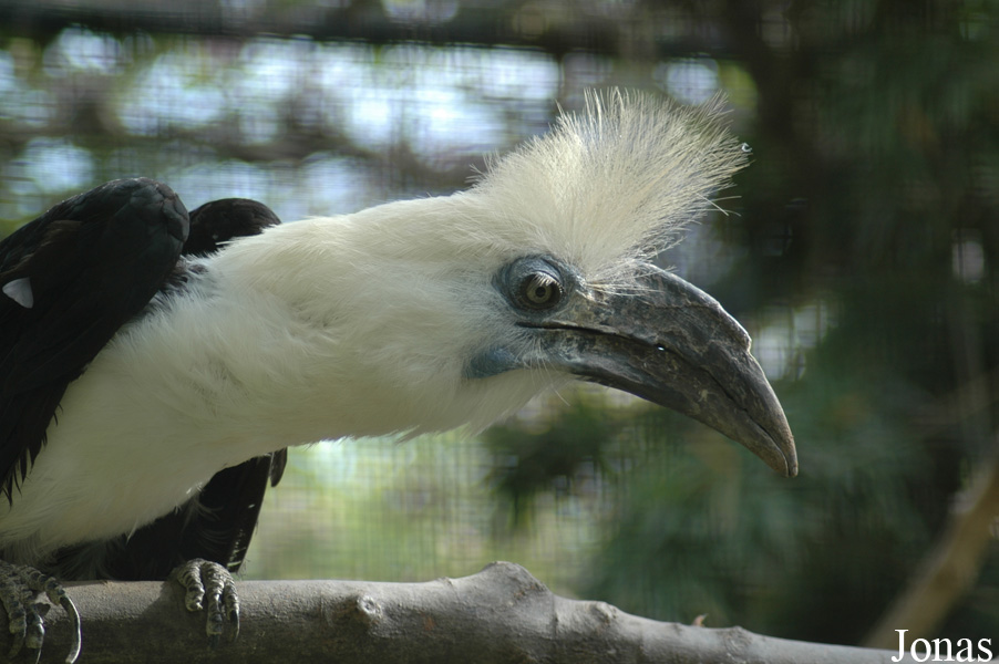 Berenicornis comatus