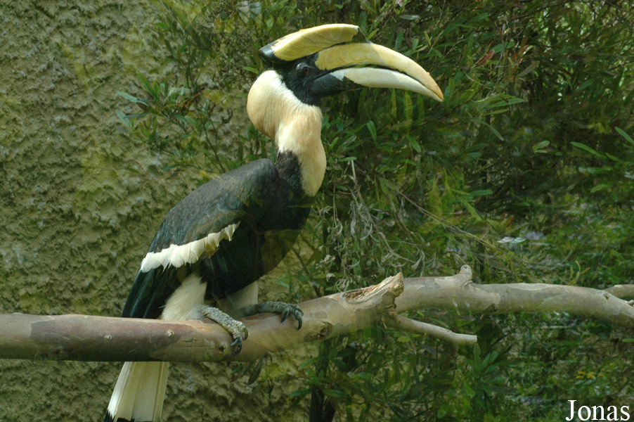 Buceros bicornis
